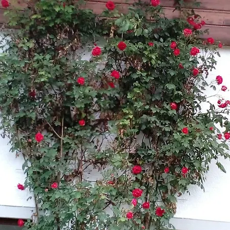 Haus Ferienglueck Lejlighed